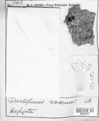 Dactylium roseum image